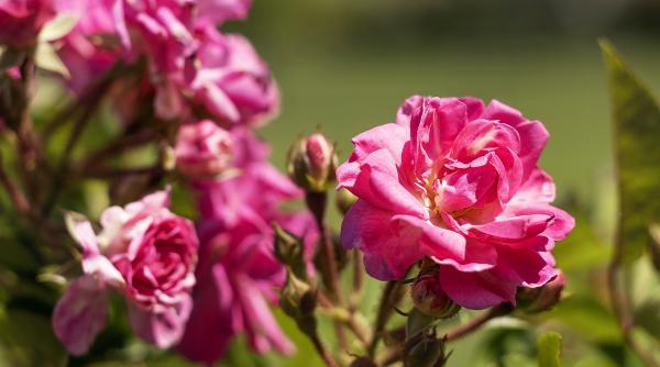 Vizual pentru trandafir misterios supraviețuit pe Top10stiri.ro