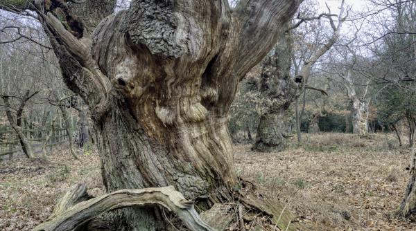 Foto reprezentând quot stejarului druizilor - Știri România