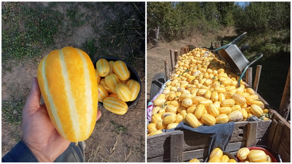 Vizual pentru român transformat agricultura pe Top10stiri.ro