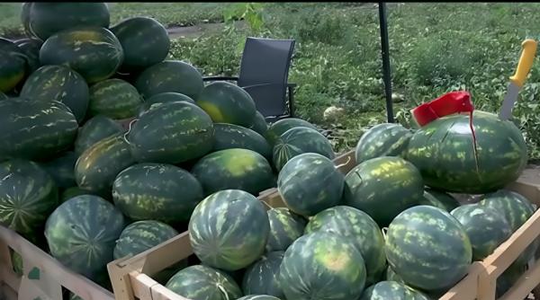 Banatul concurează pentru Regiunea Gastronomică Europeană 2028. Lubeniţa de Gottlob, cunoscută până în Germania