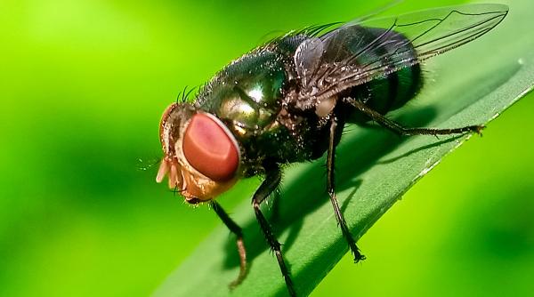 Ce trebuie să știi despre parazitul mortal care se hrănește cu carnea ființelor vii, după confirmarea unui caz în SUA