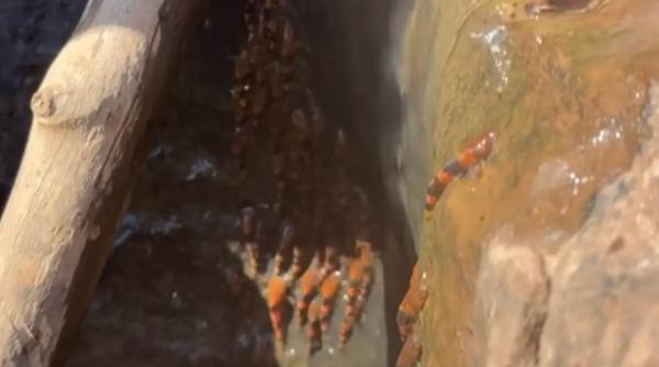 Mii de pești, suprinși în Brazilia cum escaladează o cascadă. Fenomenul i-a uimit chiar și pe oamenii de știință