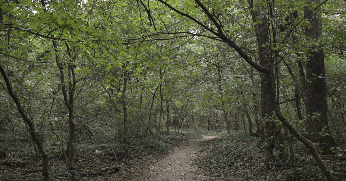 Ministra Mediului organizează o dezbatere cu bucureștenii privind Pădurea Băneasa. „Trebuie să fie arie naturală protejată”