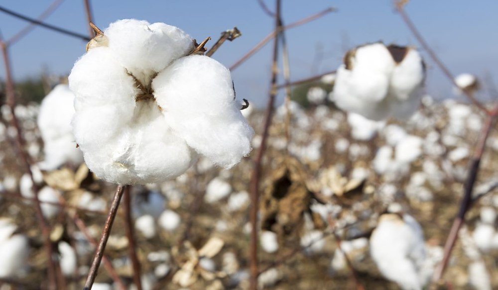 Cultura care ar putea revoluționa agricultura românească, odată cu anunțul construcției unei fabrici de pulberi la Brașov