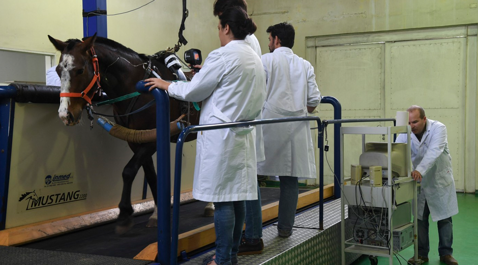 Primii cai modificați genetic au împlinit 10 luni. Scopul pentru care au fost creați