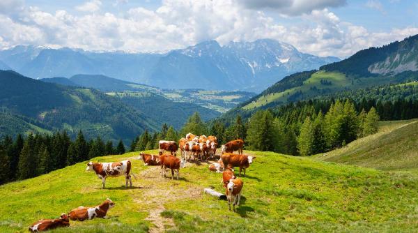 Un drumeţ în vârstă de 85 de ani a fost ucis de o cireadă de vaci în Alpii austrieci