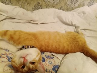 Patru ani și jumătate împreună în captivitate, în Rusia: Un soldat s-a întors acasă împreună cu pisica sa credincioasă