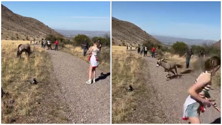 Foto reprezentând turiști atacați antilopă - Știri România
