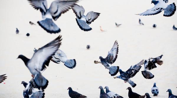 O femeie din Roma nu mai are voie să hrănească porumbeii. Vecinii, sătui de mizerie, au reclamat-o: „Nu mai suportăm”