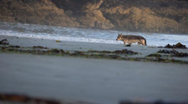 Vizual pentru fetiță atacată plajă pe Top10stiri.ro