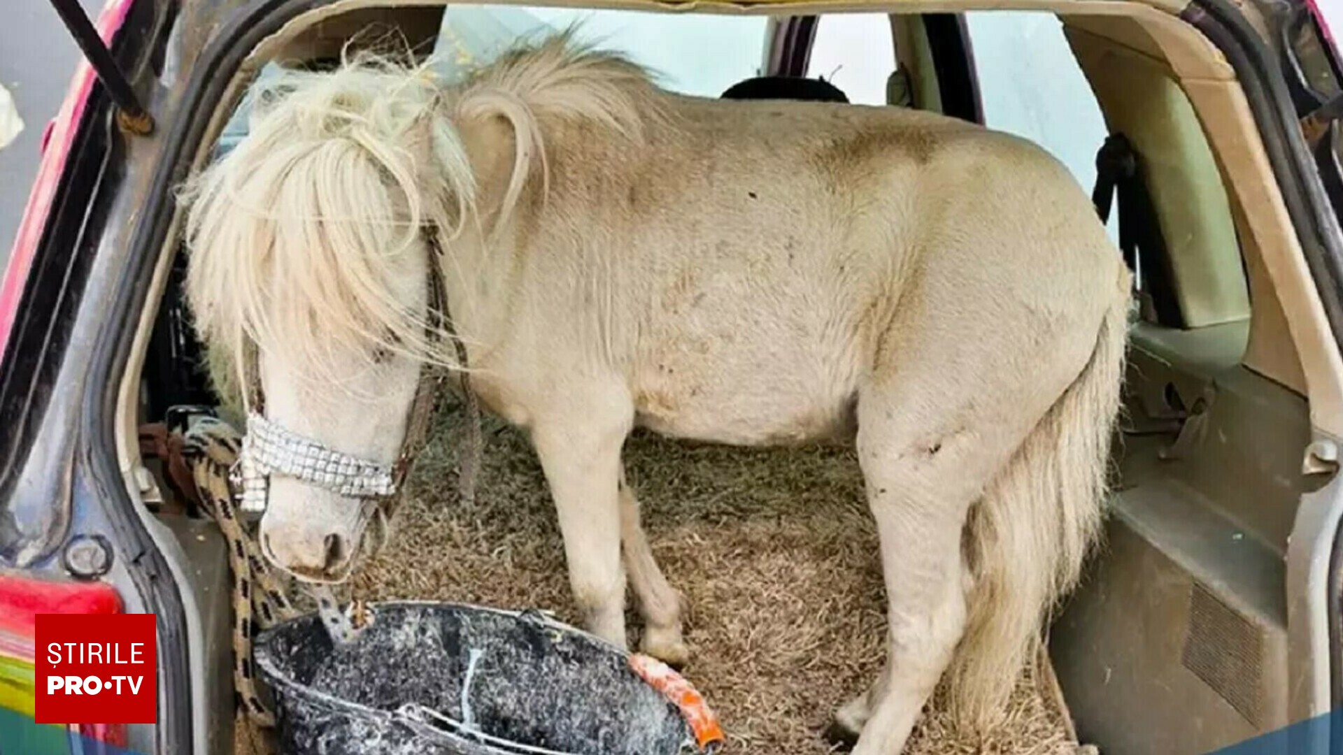 Foto reprezentând amenda primită şoferiţă - Știri România