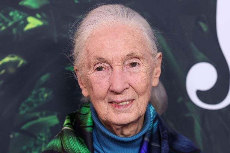 Foto reprezentând jane goodall trimite - Știri România