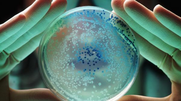 răspândește bacteria periculoasă - Imagine ilustrativă