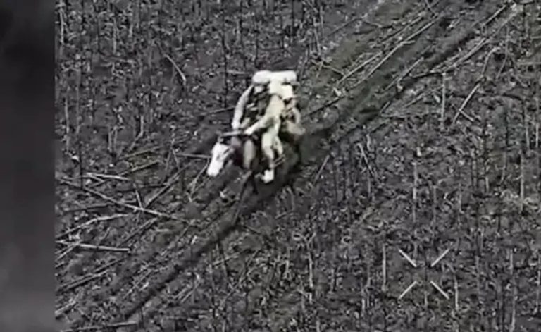 Vizual pentru revin caii câmpul pe Top10stiri.ro