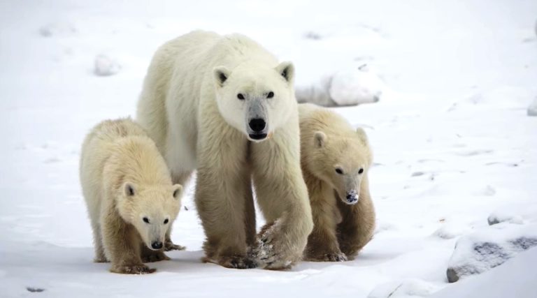 fenomen arctica uimește - Imagine ilustrativă