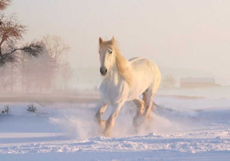 Foto reprezentând anul calului începe - Știri România