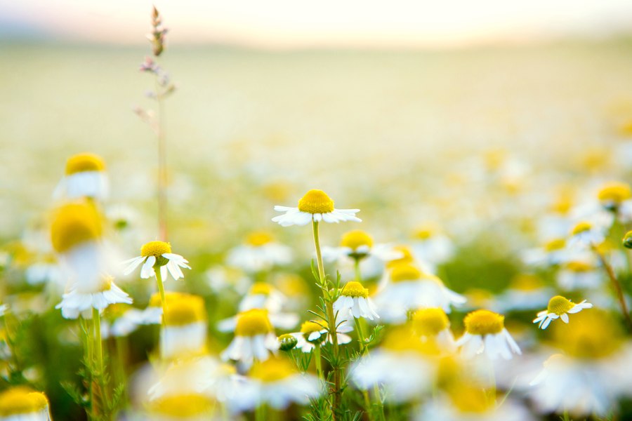 Foto reprezentând mănânci seara scapi - Știri România