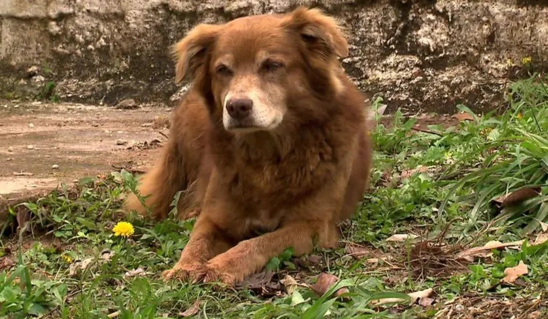 Foto reprezentând câine vegheat timp - Știri România