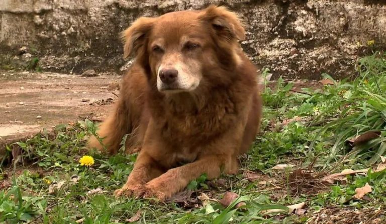 câine vegheat timp - Imagine ilustrativă