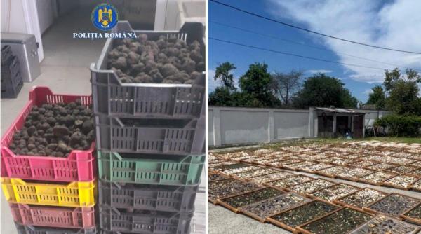 Foto reprezentând trufe fructe pădure - Știri România