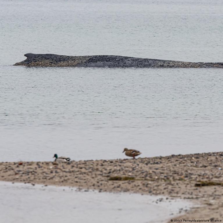 Actualități: balenă eșuată Germania | Top10Știri.ro
