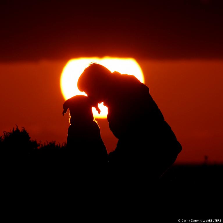 cel mai vechi câine - Știri de ultimă oră