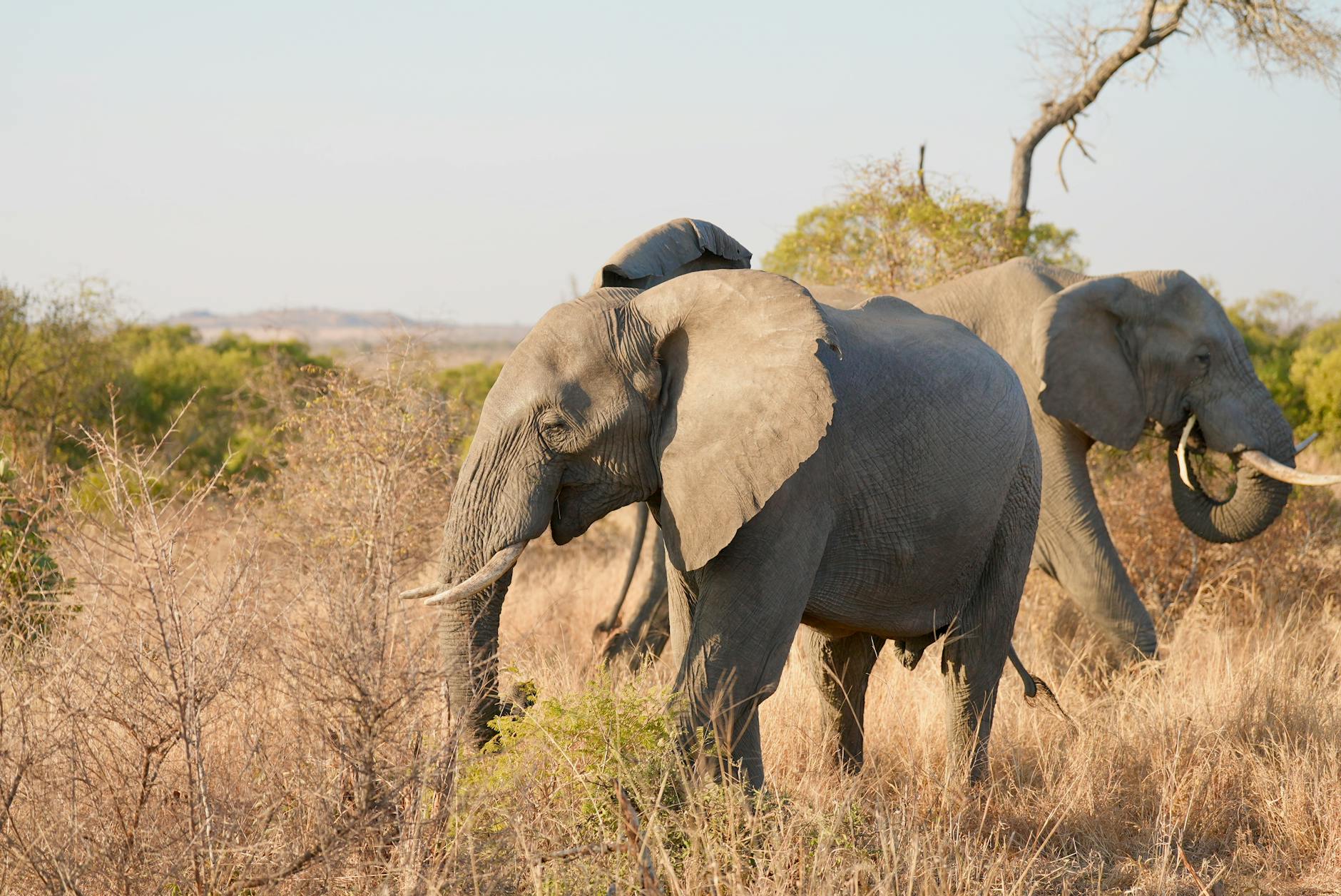 vânător ucis elefanți Africa