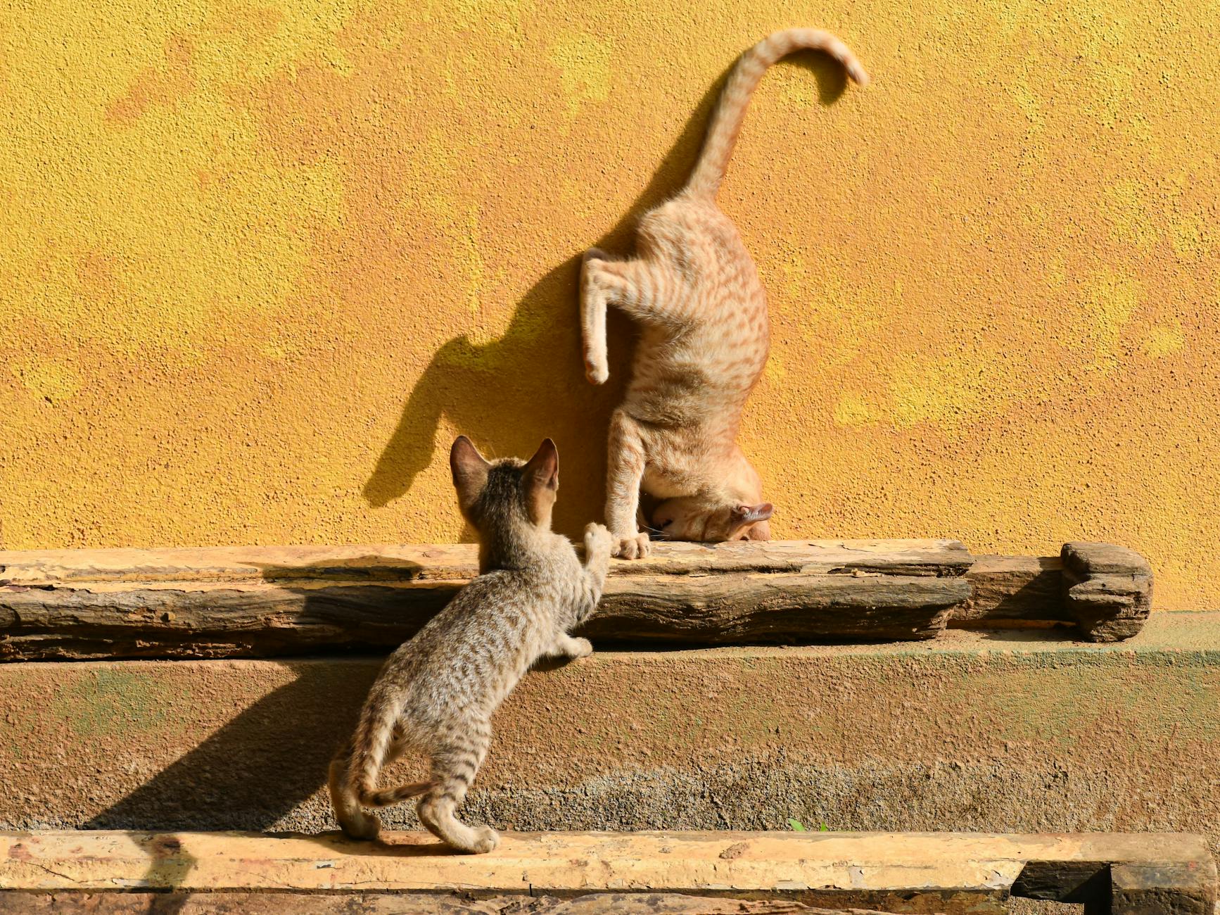 Știri despre zaruri antice descoperire - Top10Stiri