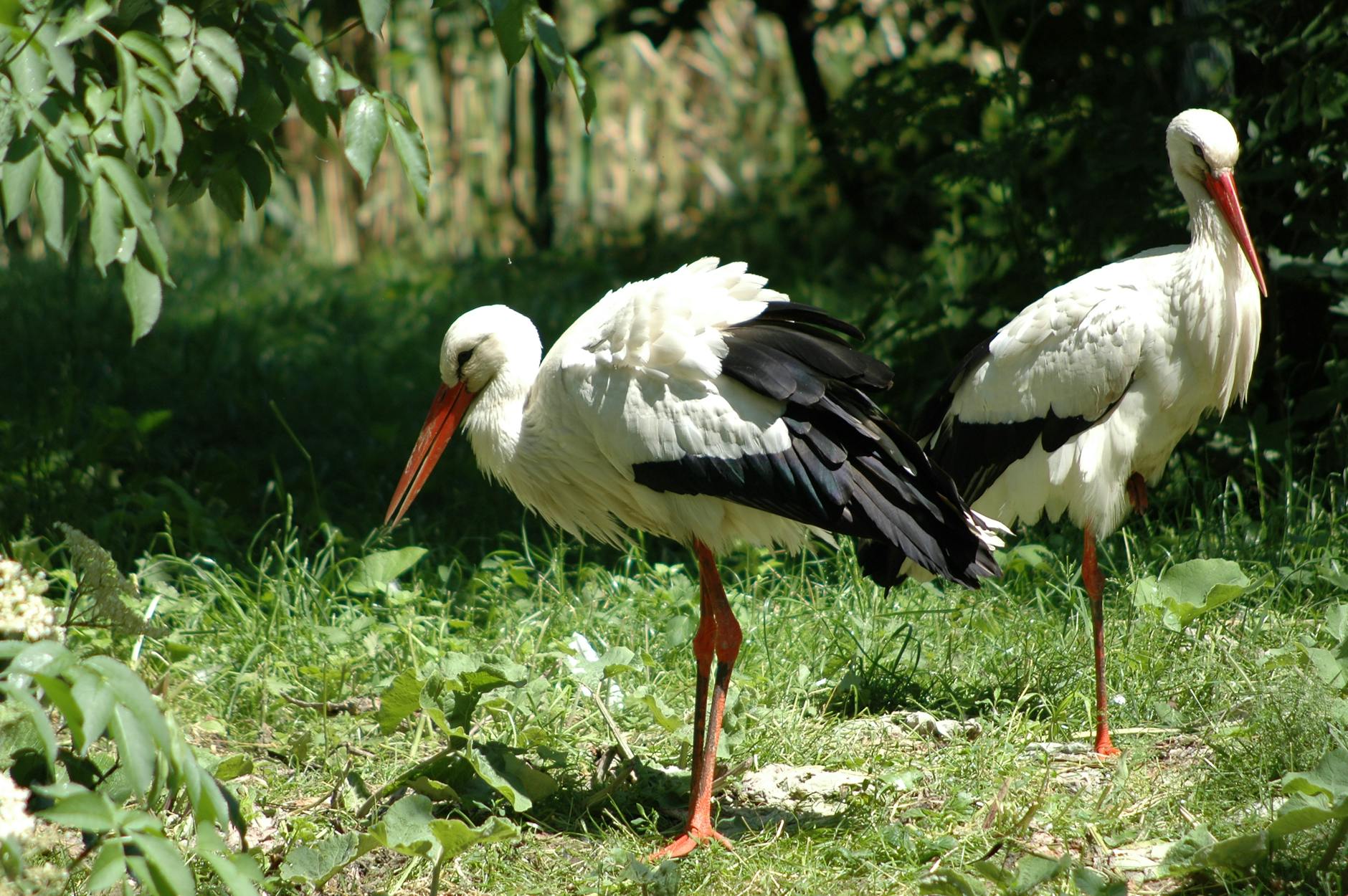 Știri despre starea lui Mircea Lucescu - Top10Stiri