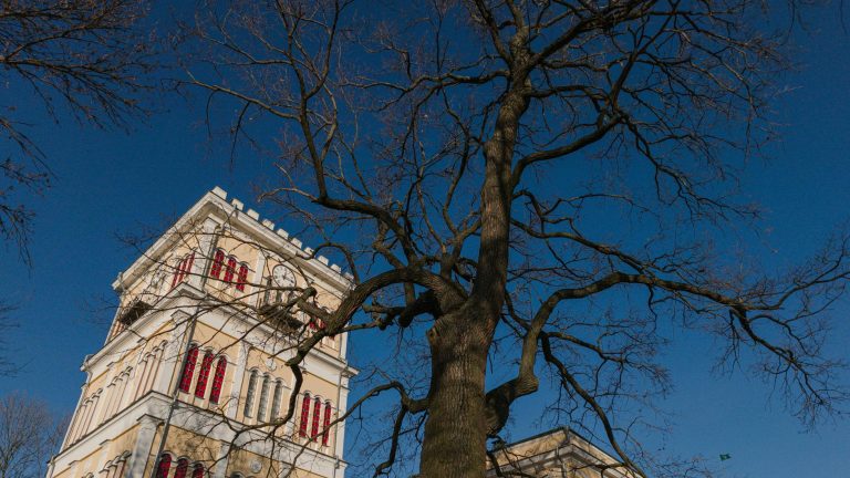 Știri despre copaci seculari Iași - Top10Stiri